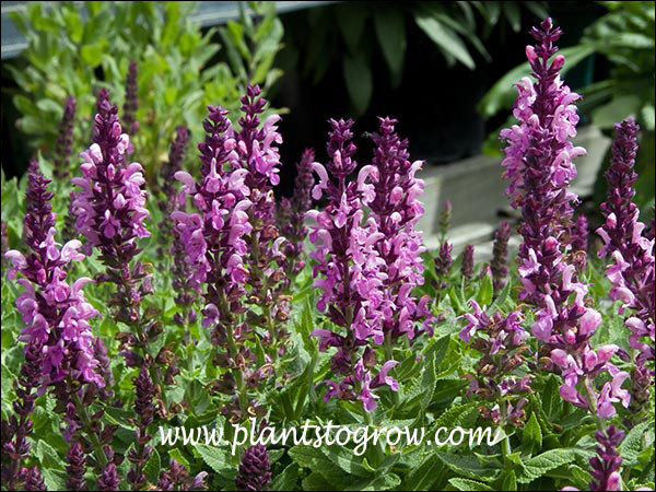 The bright pink petals contrast with the reddish purple calyx.
